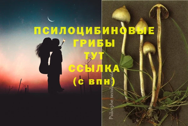 сатива Кукмор